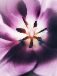 Close-up of fresh purple flower blooming outdoors