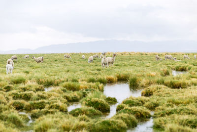 Llamas eating grass in the altiplano bolivia chile south america travel wildlife animals