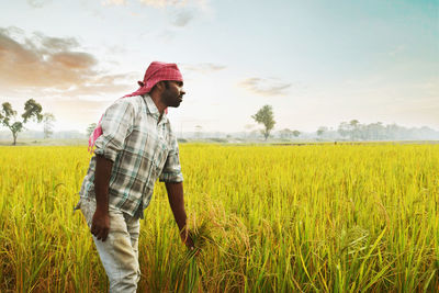 Farmer holding rice paddy plants at agricultural field