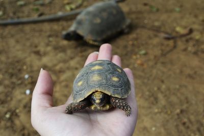 Close-up of hand holding a turtle