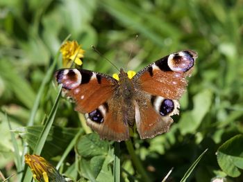 Close-up of butterfly pollinating on flower