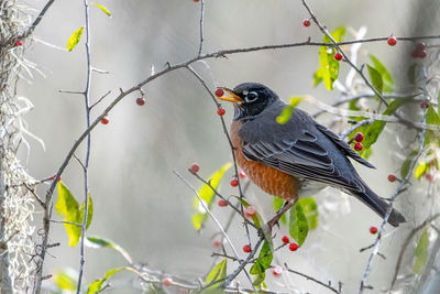 Close-up of a bird perching on branch