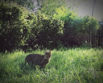 Plants growing on grassy field