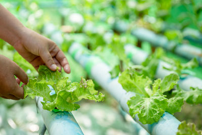 Midsection of person holding leaves