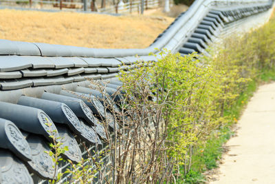 Close-up of plants growing on field