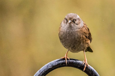 Close-up of bird perching outdoors