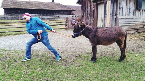 Man laughing while holding donkey rope at farm