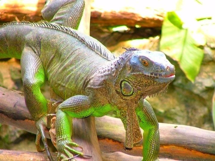 animal themes, animals in the wild, lizard, reptile, one animal, wildlife, focus on foreground, close-up, nature, green color, plant, side view, outdoors, natural pattern, day, no people, iguana, selective focus, beauty in nature, snake