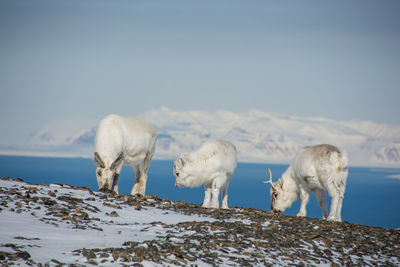 Reindeers standing on field by lake against snowcapped mountains