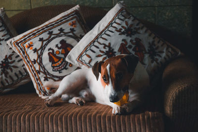 Dog resting on sofa