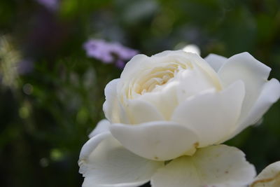 Close-up of white flower blooming outdoors