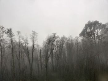 Trees in forest against sky