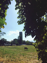 Cows in a field