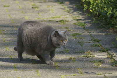 Side view of cat walking on footpath
