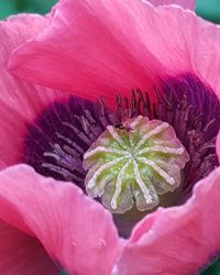 Close-up of pink rose flower