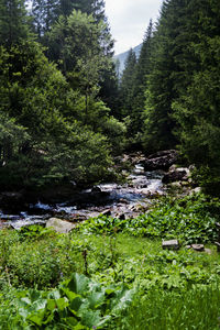 Scenic view of trees in forest against sky