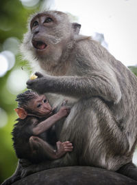 Monkey sitting on a wall