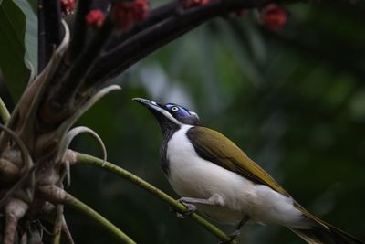 Close-up of bird perching on tree