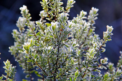 Close-up of white flowering plant