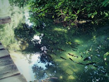 Reflection of trees in water