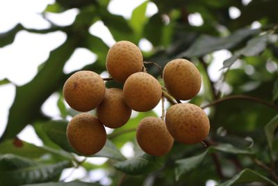 Low angle view of fruit on tree