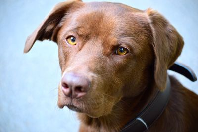 Close-up portrait of dog