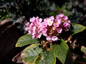 Close-up of pink flowering plant