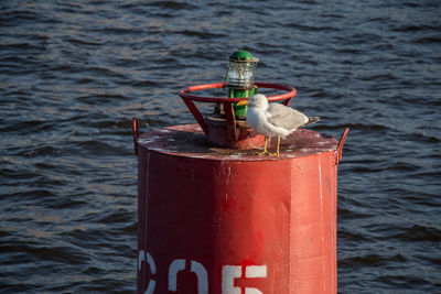 Close-up of bird perching on the sea