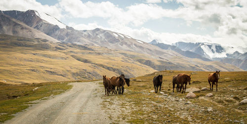 Horses walking at field against mountains