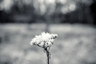 Close-up of snow on plant against sky