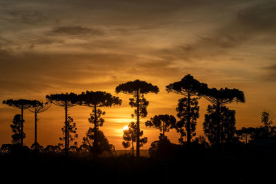 Silhouette palm trees against sky during sunset