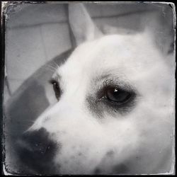 Close-up portrait of a dog