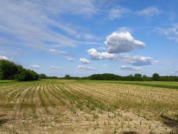 Scenic view of agricultural field against sky