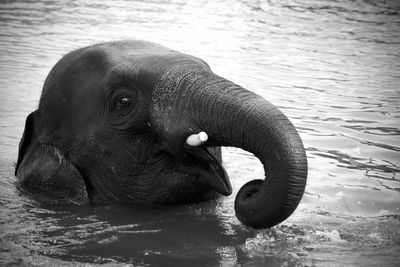 Close-up of elephant in water