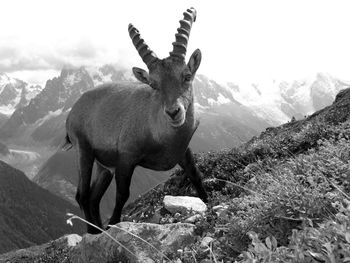 Ibex standing on mountain