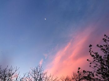 Low angle view of trees against sky at sunset