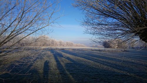 Bare trees on field against sky during winter