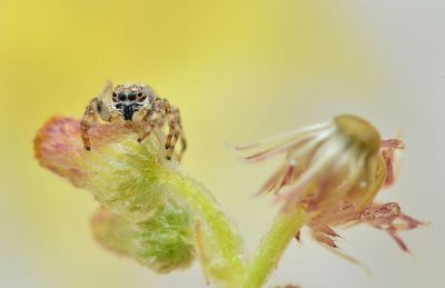 Close-up of spider on flower