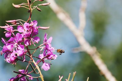 Close-up of bee on pink flower