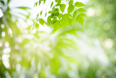 Close-up of fresh green leaves