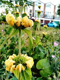 Close-up of yellow flower