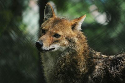 Close-up of coyote looking away