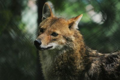 Close-up of a dog looking away