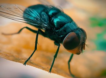 Close-up of fly