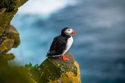 Close-up of bird perching on rock