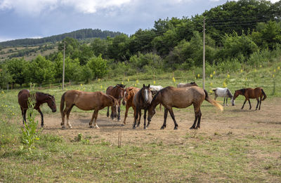 Herd of horses against the backdrop of the mountain