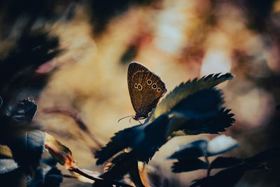 Close-up of butterfly pollinating on flower