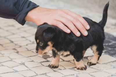 Close-up of person with dog