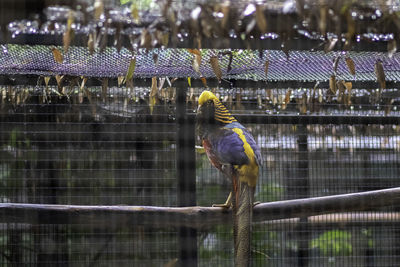 Bird perching in cage at zoo