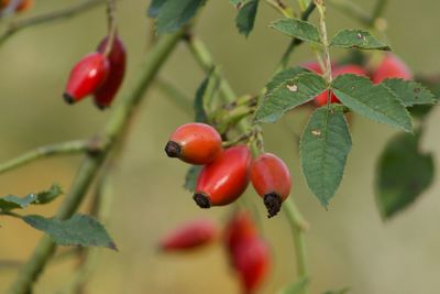 Close-up of red berries growing on tree